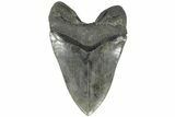 Serrated, Fossil Megalodon Tooth - Foot Shark! #203029-2